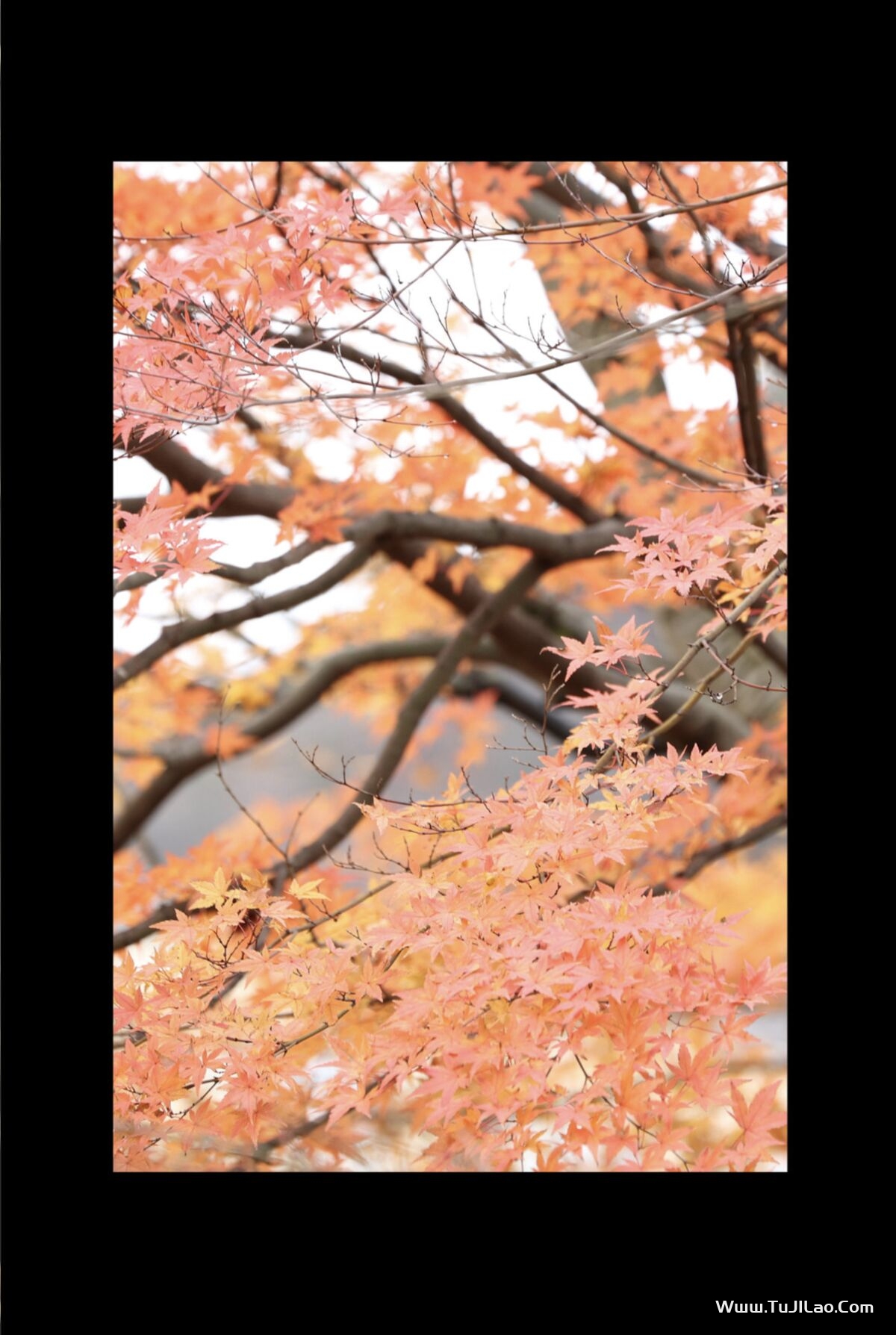 Photobook Niimura Akari 新村あかり – グラビア写真集 旅情の奥へ